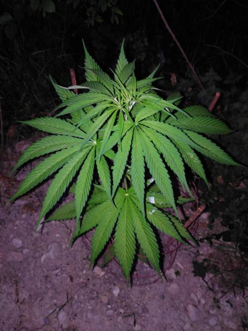 Frosty’s Auto Freak / Nigerian sativa. Week 7 - 2