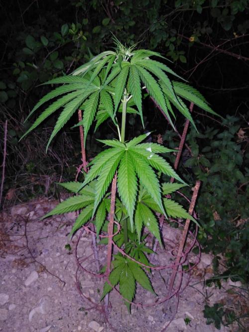 Frosty’s Auto Freak / Nigerian sativa. Week 7 - 2