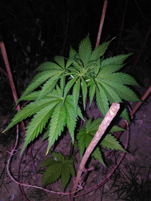 Frosty’s Auto Freak / Nigerian sativa. Week 7 - 3