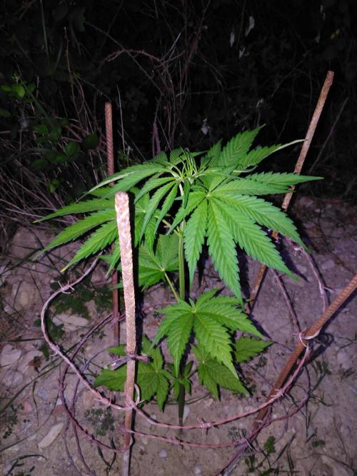 Frosty’s Auto Freak / Nigerian sativa. Week 7 - 3