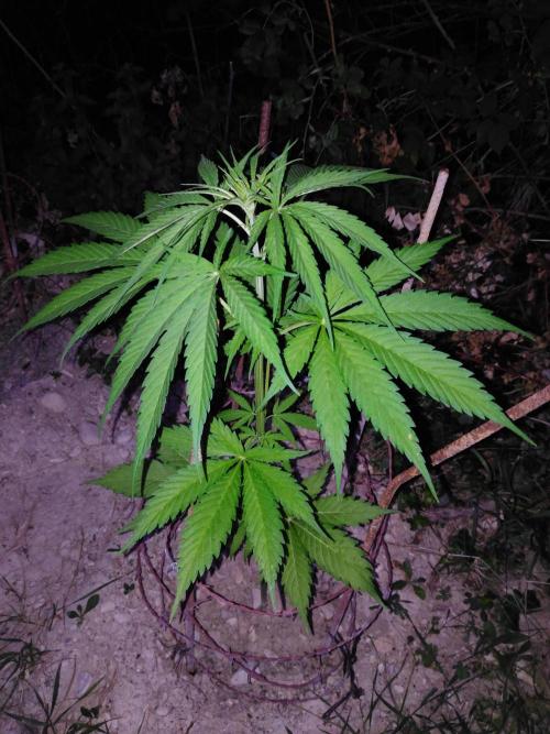 Frosty’s Auto Freak / Nigerian sativa. Week 7 - 1