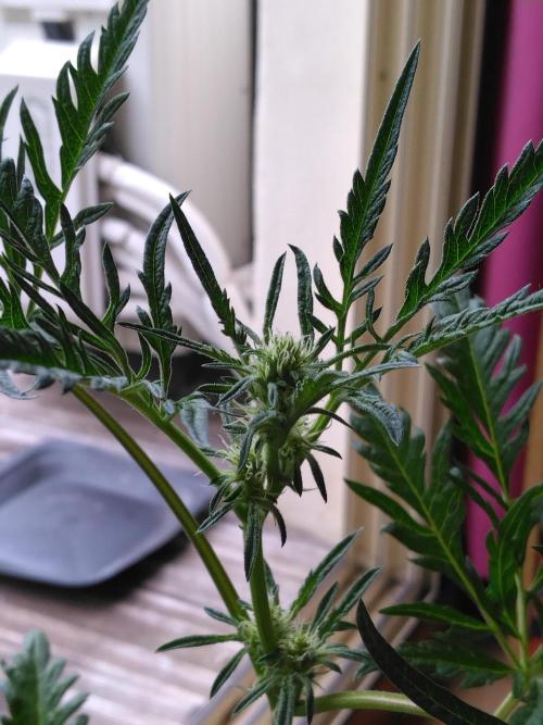 Frosty’s Auto Freak / Nigerian sativa. Week 8