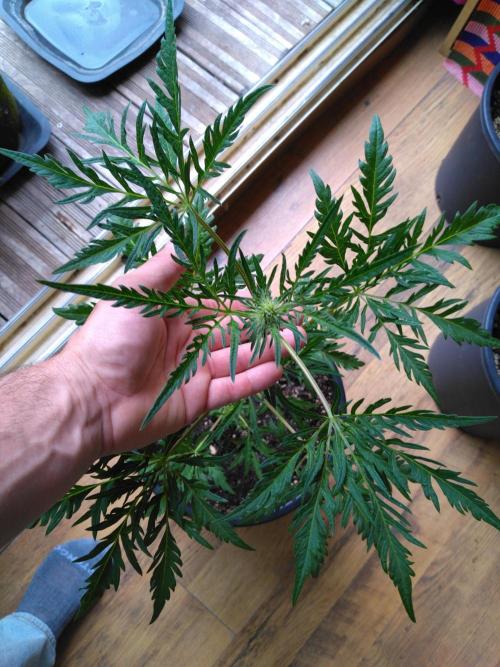 Frosty’s Auto Freak / Nigerian sativa. Week 8