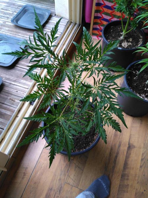Frosty’s Auto Freak / Nigerian sativa. Week 8