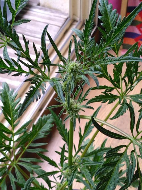 Frosty’s Auto Freak / Nigerian sativa. Week 8