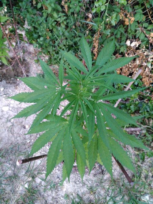 Frosty’s Auto Freak / Nigerian sativa. Week 8 - 2