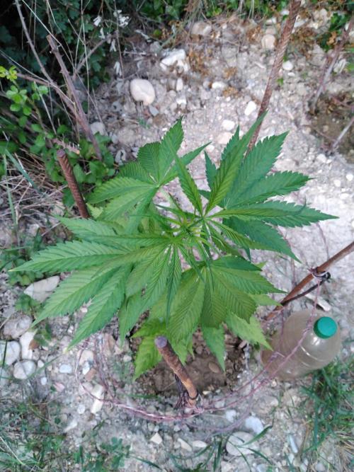 Frosty’s Auto Freak / Nigerian sativa. Week 8 - 3