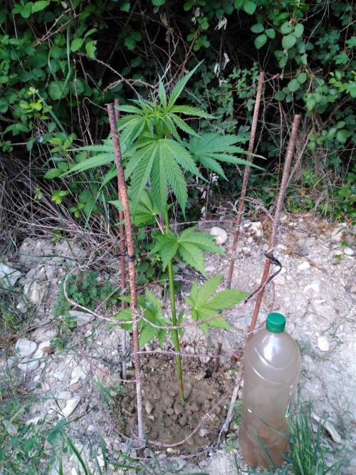 Frosty’s Auto Freak / Nigerian sativa. Week 8 - 3