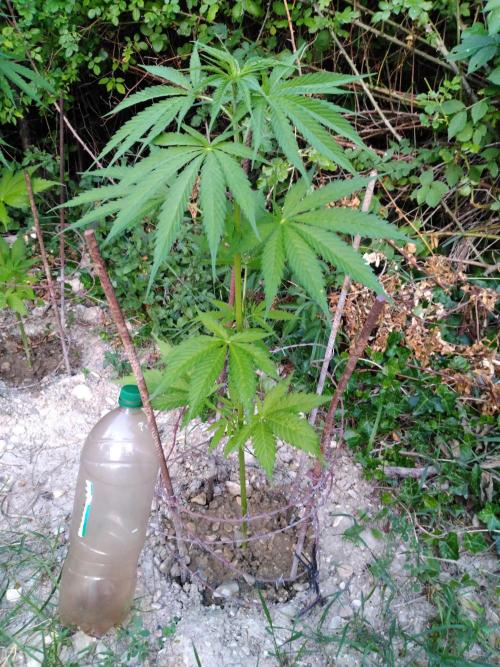 Frosty’s Auto Freak / Nigerian sativa. Week 8 - 2