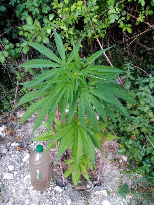 Frosty’s Auto Freak / Nigerian sativa. Week 8 - 1