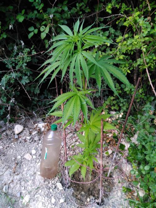 Frosty’s Auto Freak / Nigerian sativa. Week 8 - 1