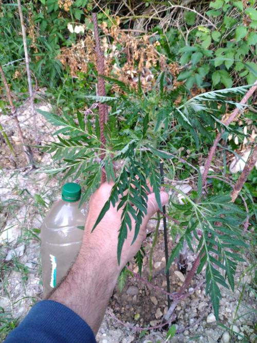 Frosty’s Auto Freak / Nigerian sativa. Week 8
