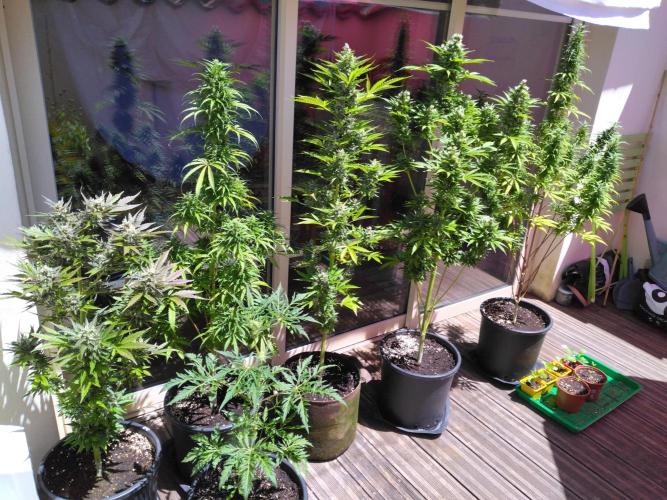 Mazar Afghani#1 - Libanaise Sinaï. Week 11