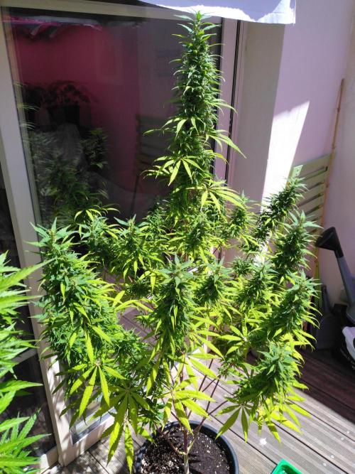 Mazar Afghani#1 - Libanaise Sinaï. Week 11