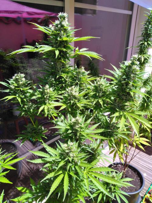 Mazar Afghani#1 - Libanaise Sinaï. Week 11