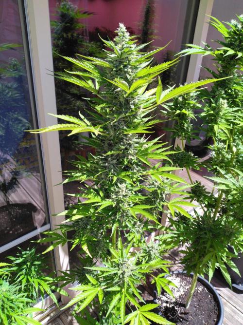Mazar Afghani#1 - Libanaise Sinaï. Week 11
