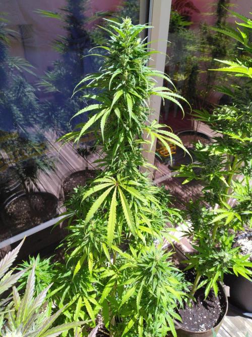 Mazar Afghani#1 - Libanaise Sinaï. Week 11