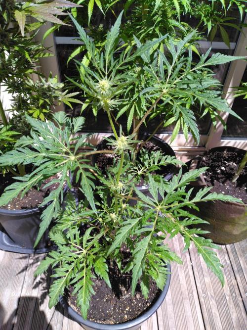 Mazar Afghani#1 - Libanaise Sinaï. Week 11