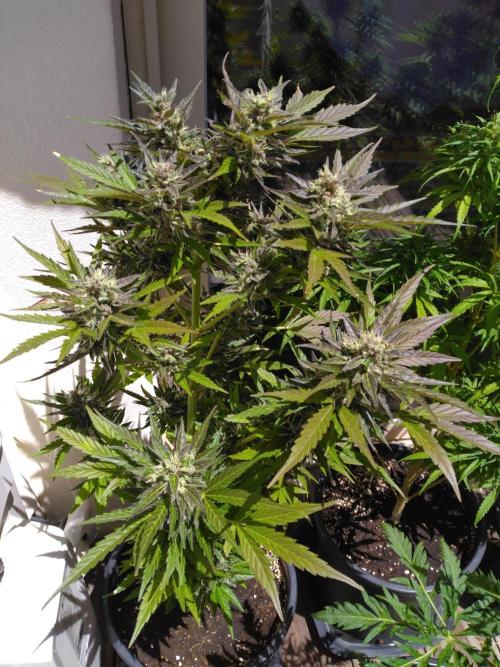 Mazar Afghani#1 - Libanaise Sinaï. Week 11