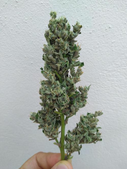 Mazar Afghani#1 - Libanaise Sinaï. Week 11