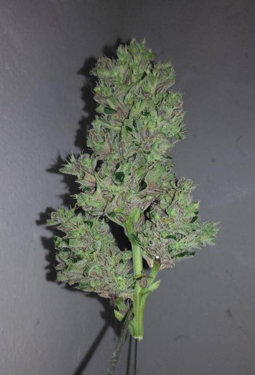 Mazar Afghani#1 - Libanaise Sinaï. Week 11