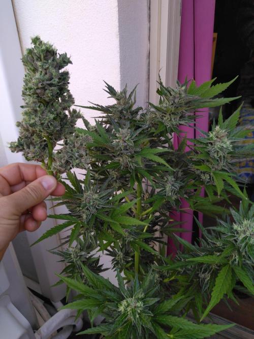 Mazar Afghani#1 - Libanaise Sinaï. Week 11