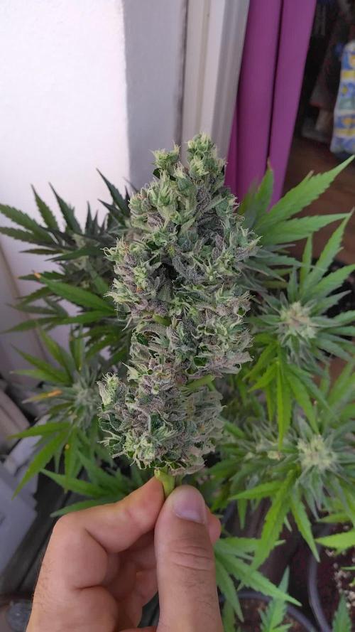 Mazar Afghani#1 - Libanaise Sinaï