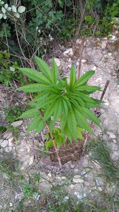 Frosty’s Auto Freak / Nigerian sativa