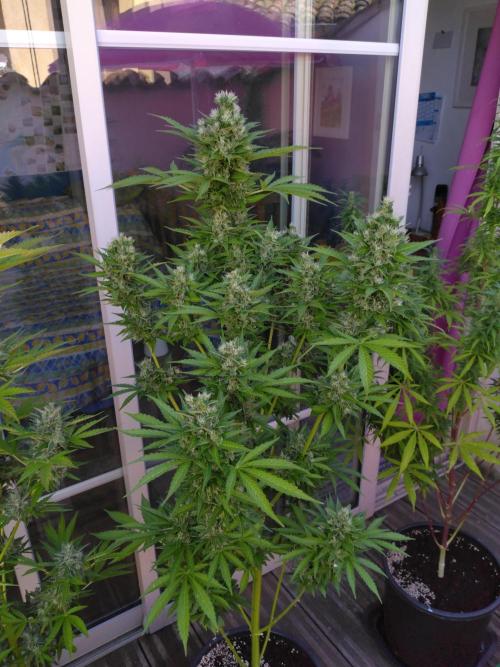 Mazar Afghani#1 - Libanaise Sinaï. Week 11