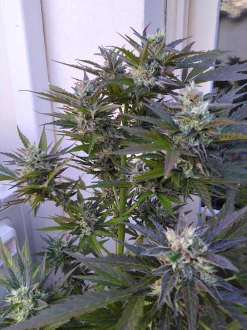 Mazar Afghani#1 - Libanaise Sinaï. Week 11