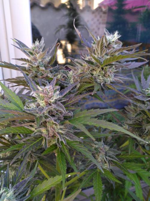 Mazar Afghani#1 - Libanaise Sinaï. Week 11