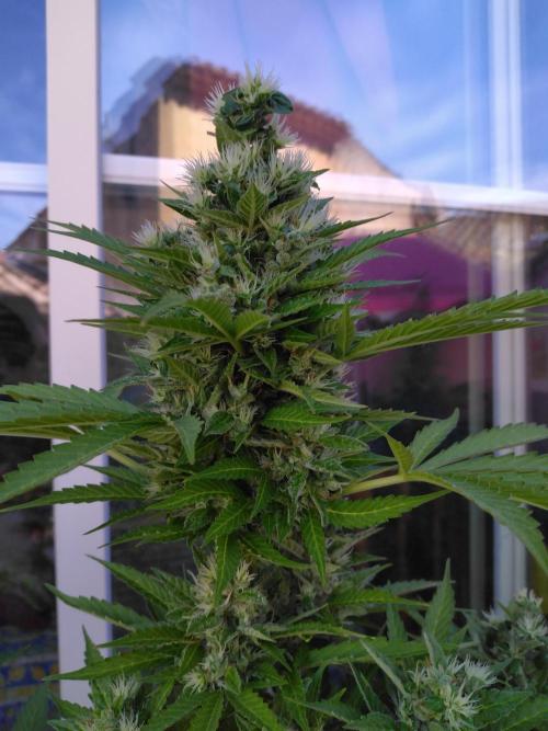 Mazar Afghani#1 - Libanaise Sinaï. Week 11