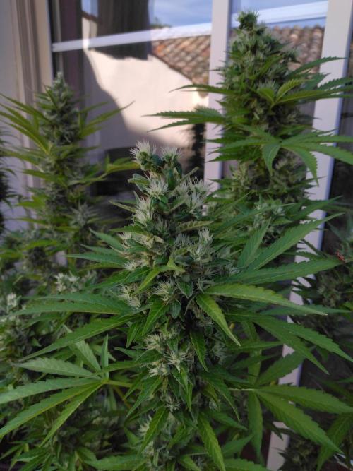 Mazar Afghani#1 - Libanaise Sinaï. Week 11