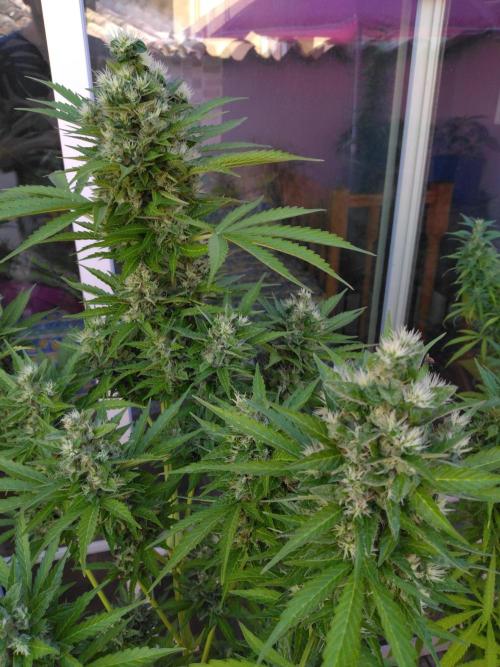 Mazar Afghani#1 - Libanaise Sinaï. Week 11