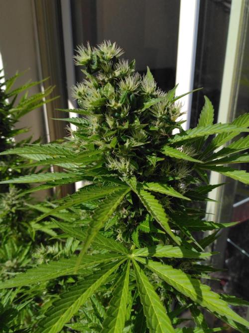 Mazar Afghani#1 - Libanaise Sinaï. Week 11