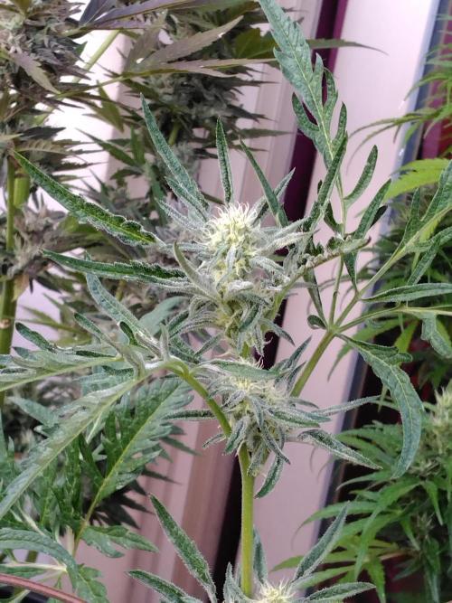 Frosty’s Auto Freak / Nigerian sativa. Week 9