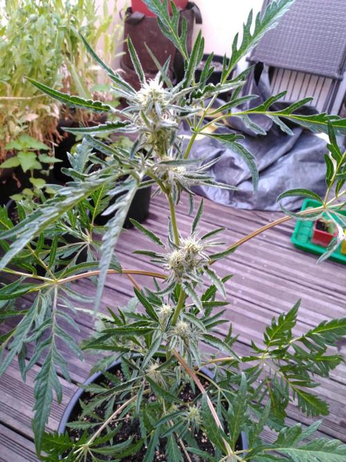 Frosty’s Auto Freak / Nigerian sativa. Week 9