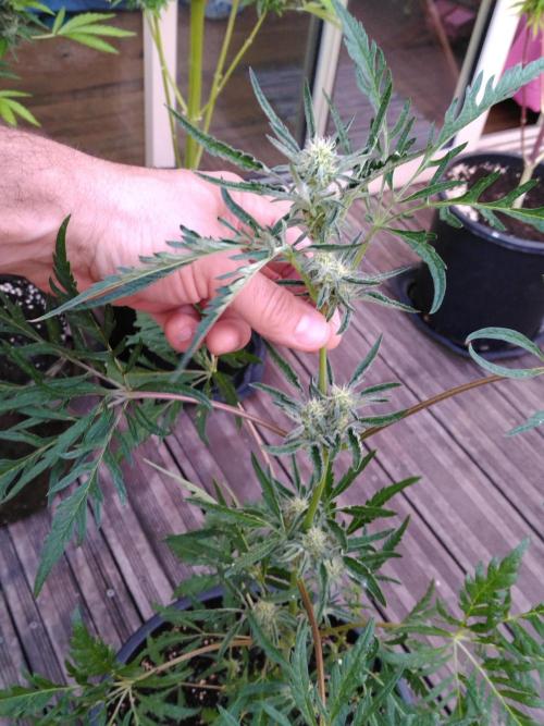 Frosty’s Auto Freak / Nigerian sativa. Week 9