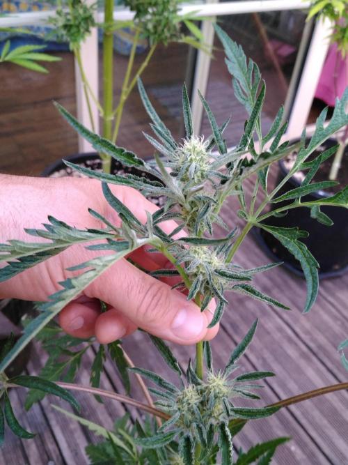 Frosty’s Auto Freak / Nigerian sativa. Week 9