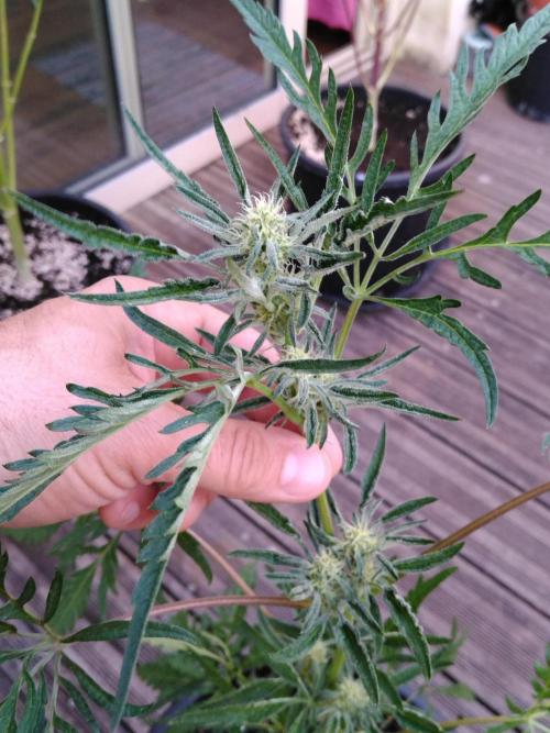 Frosty’s Auto Freak / Nigerian sativa. Week 9