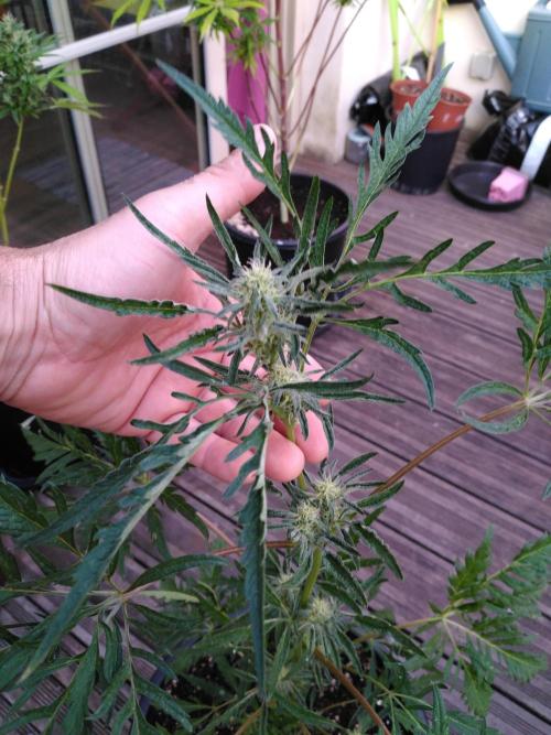 Frosty’s Auto Freak / Nigerian sativa. Week 9