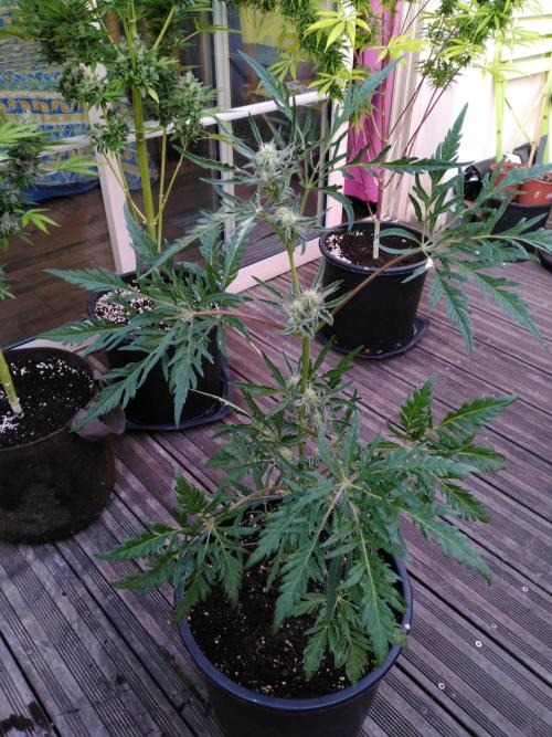 Frosty’s Auto Freak / Nigerian sativa. Week 9