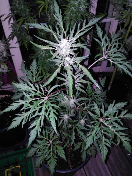 Frosty’s Auto Freak / Nigerian sativa. Week 9