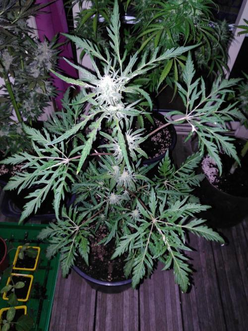 Frosty’s Auto Freak / Nigerian sativa. Week 9