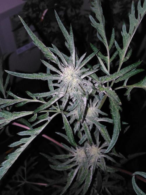 Frosty’s Auto Freak / Nigerian sativa. Week 9