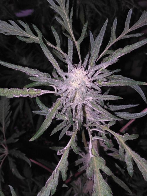 Frosty’s Auto Freak / Nigerian sativa. Week 9
