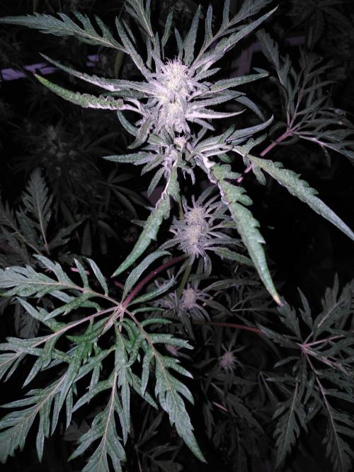 Frosty’s Auto Freak / Nigerian sativa. Week 9