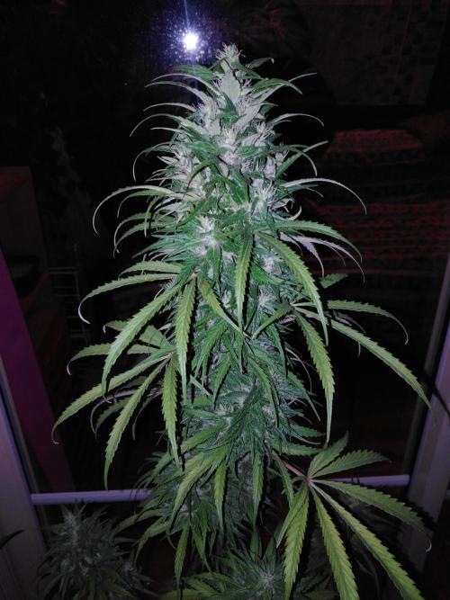 Mazar Afghani#1 - Libanaise Sinaï. Week 12
