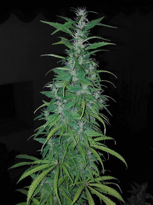 Mazar Afghani#1 - Libanaise Sinaï. Week 12