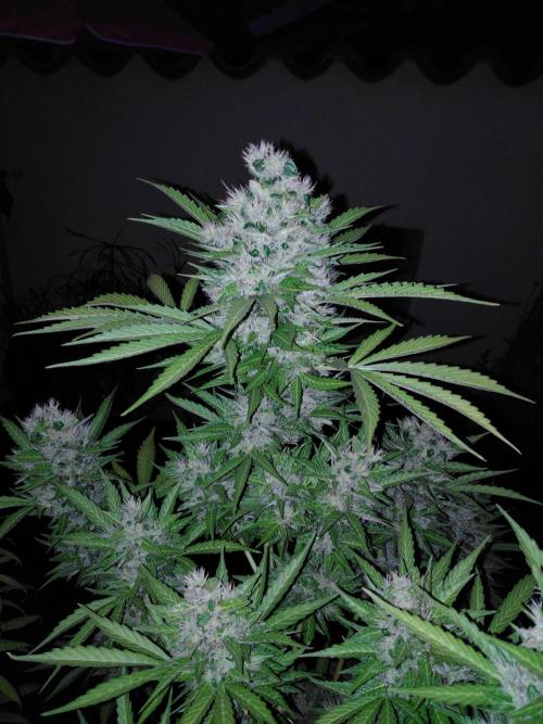 Mazar Afghani#1 - Libanaise Sinaï. Week 12